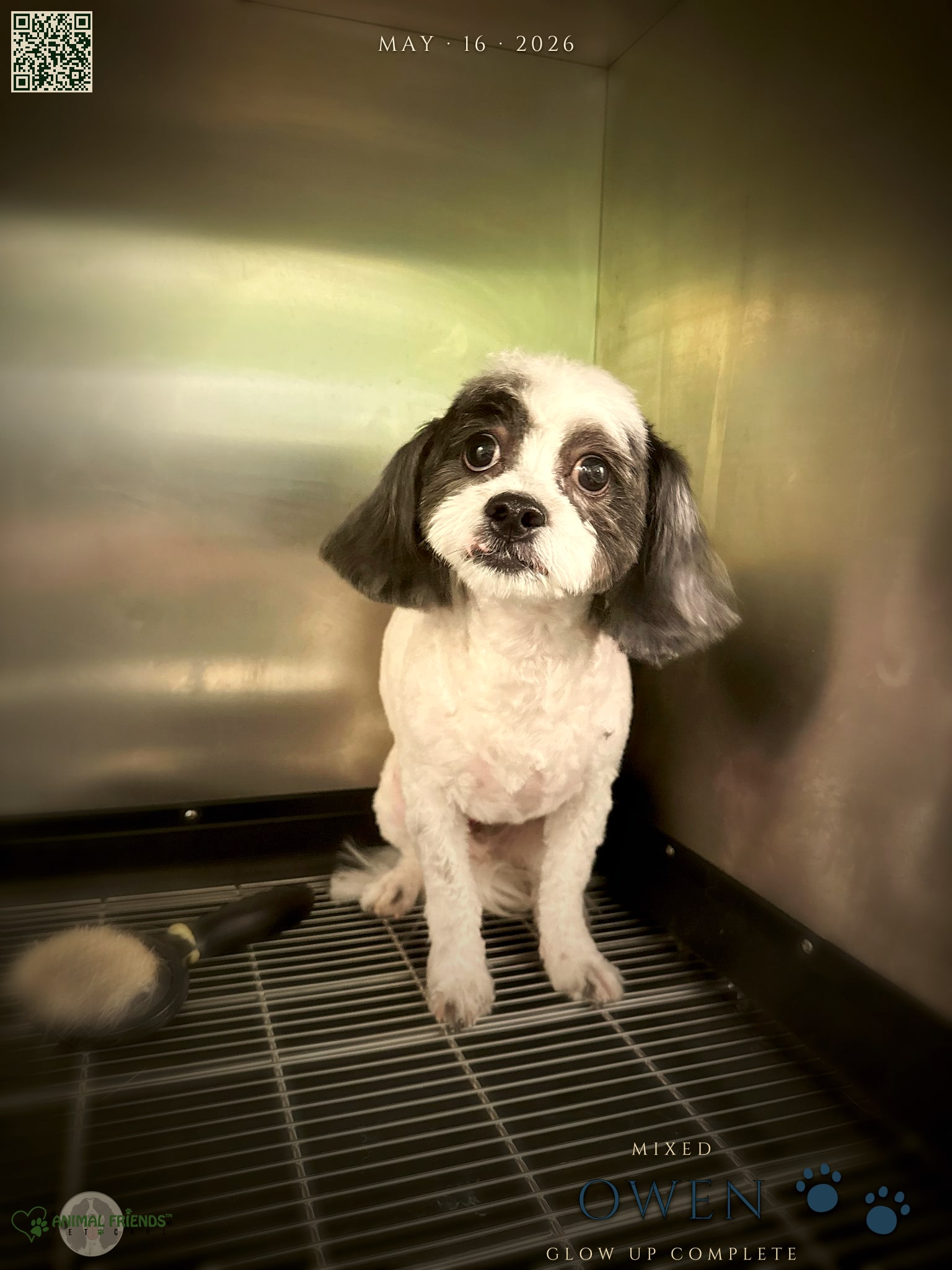 Owen - Grooming at Animal Friends Pet Care