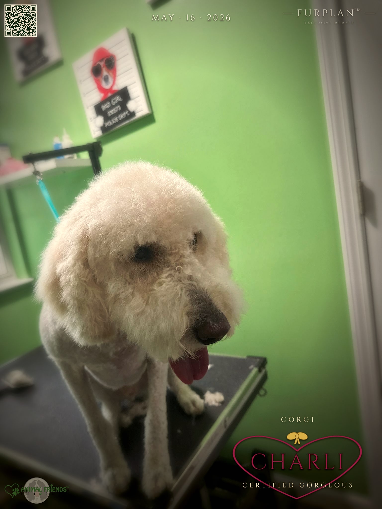 Charli - Grooming at Animal Friends Pet Care