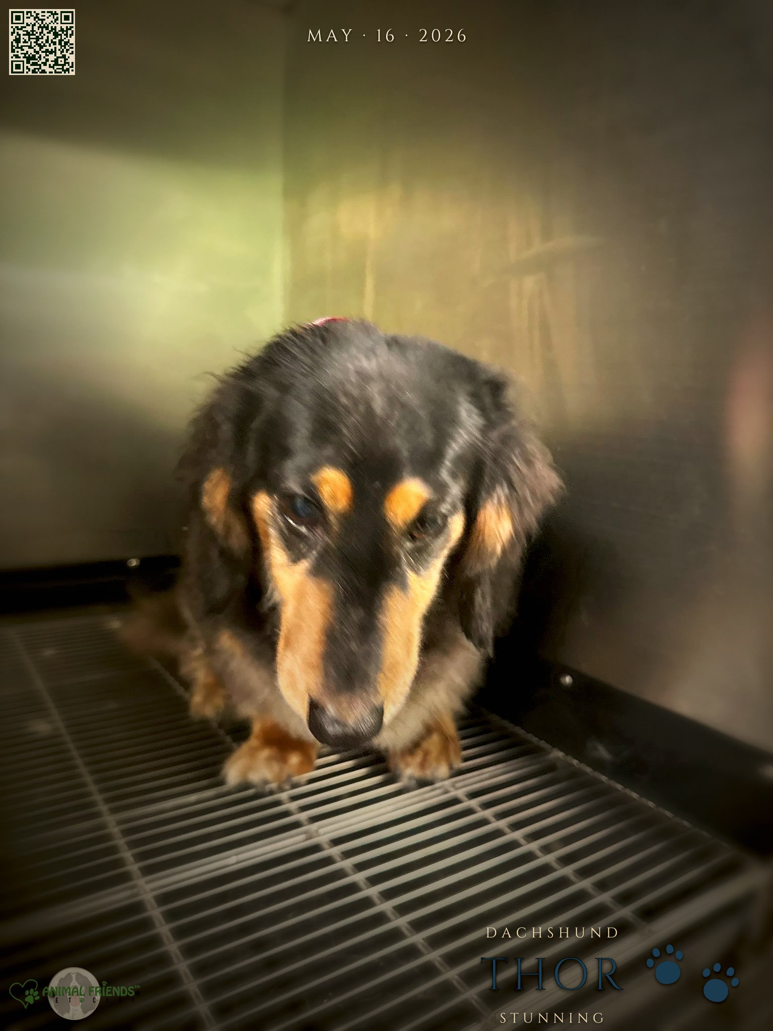 Thor - Grooming at Animal Friends Pet Care