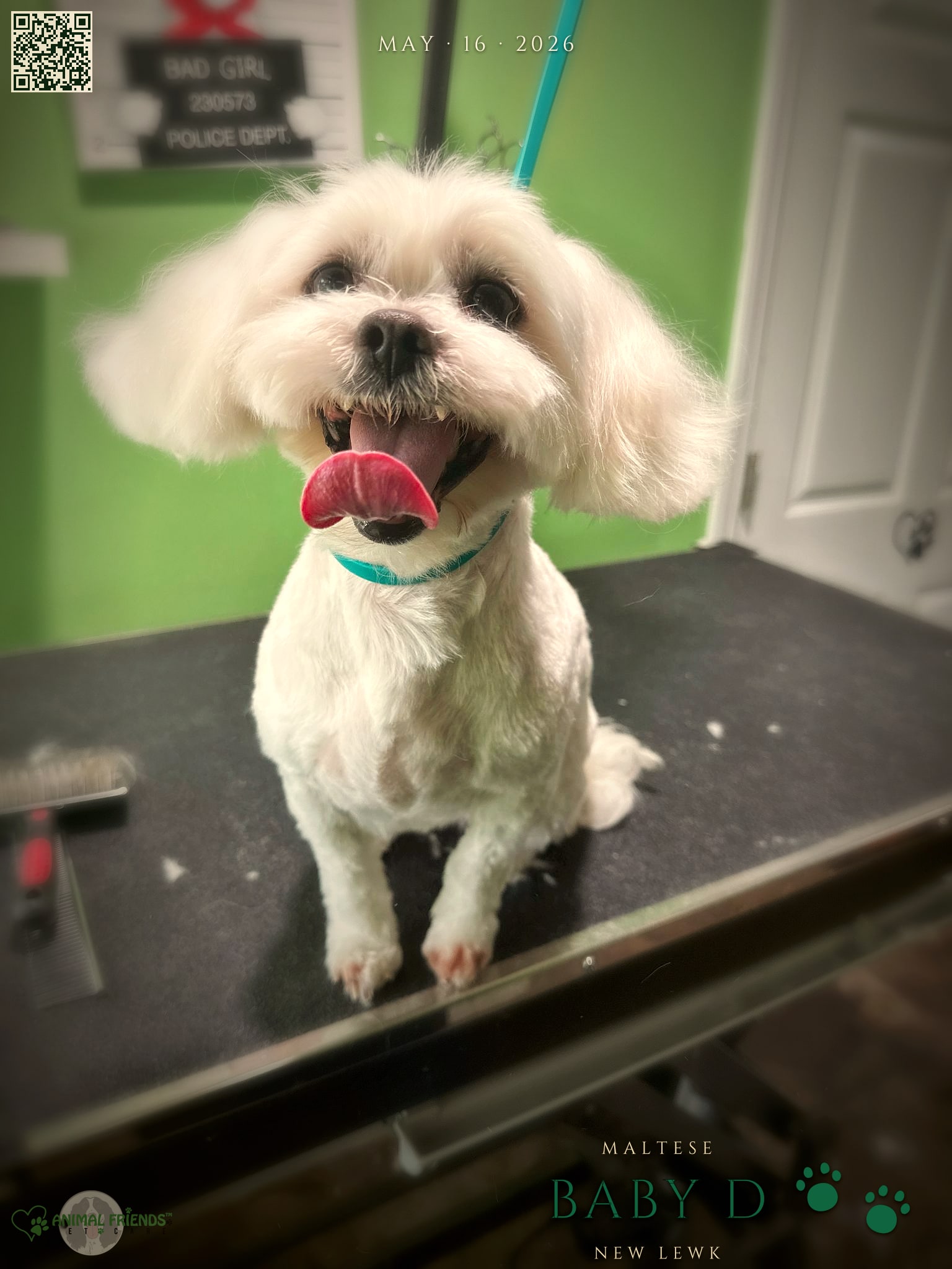Baby D - Grooming at Animal Friends Pet Care