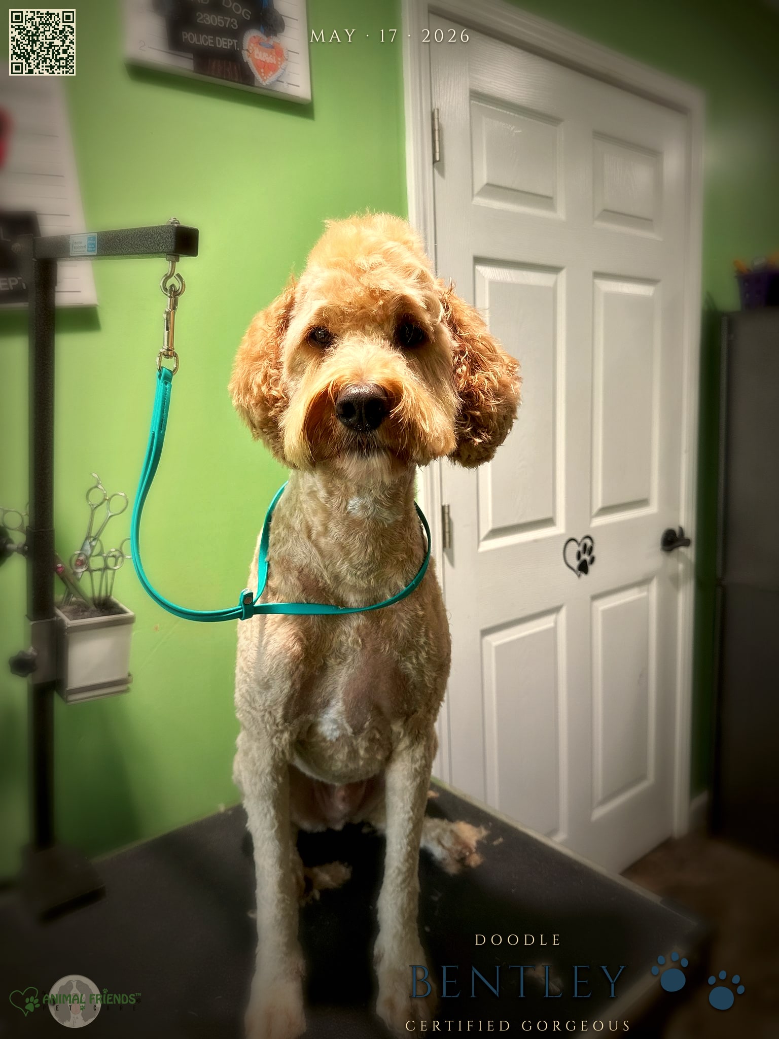 Bentley - Grooming at Animal Friends Pet Care
