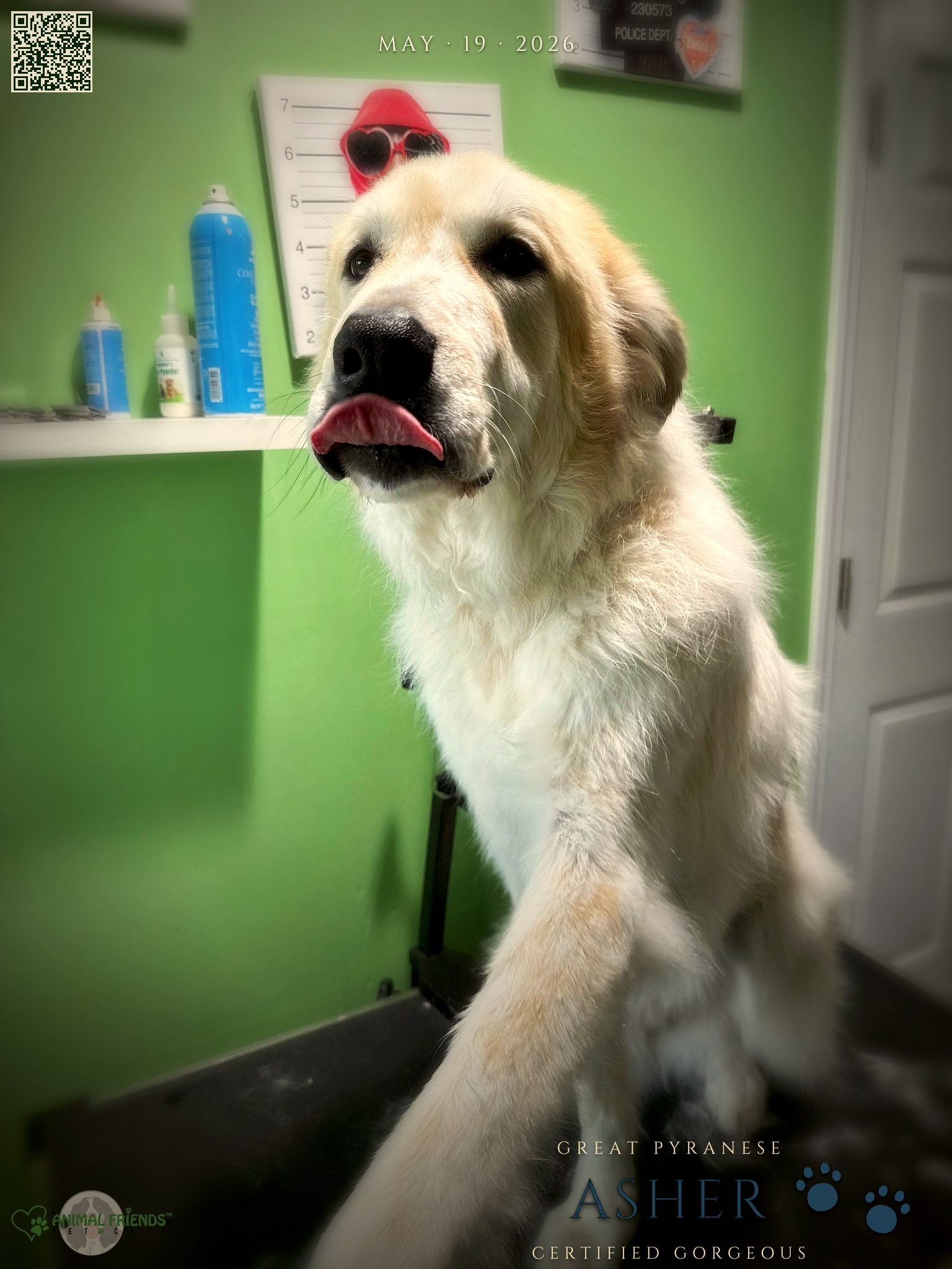Asher - Grooming at Animal Friends Pet Care