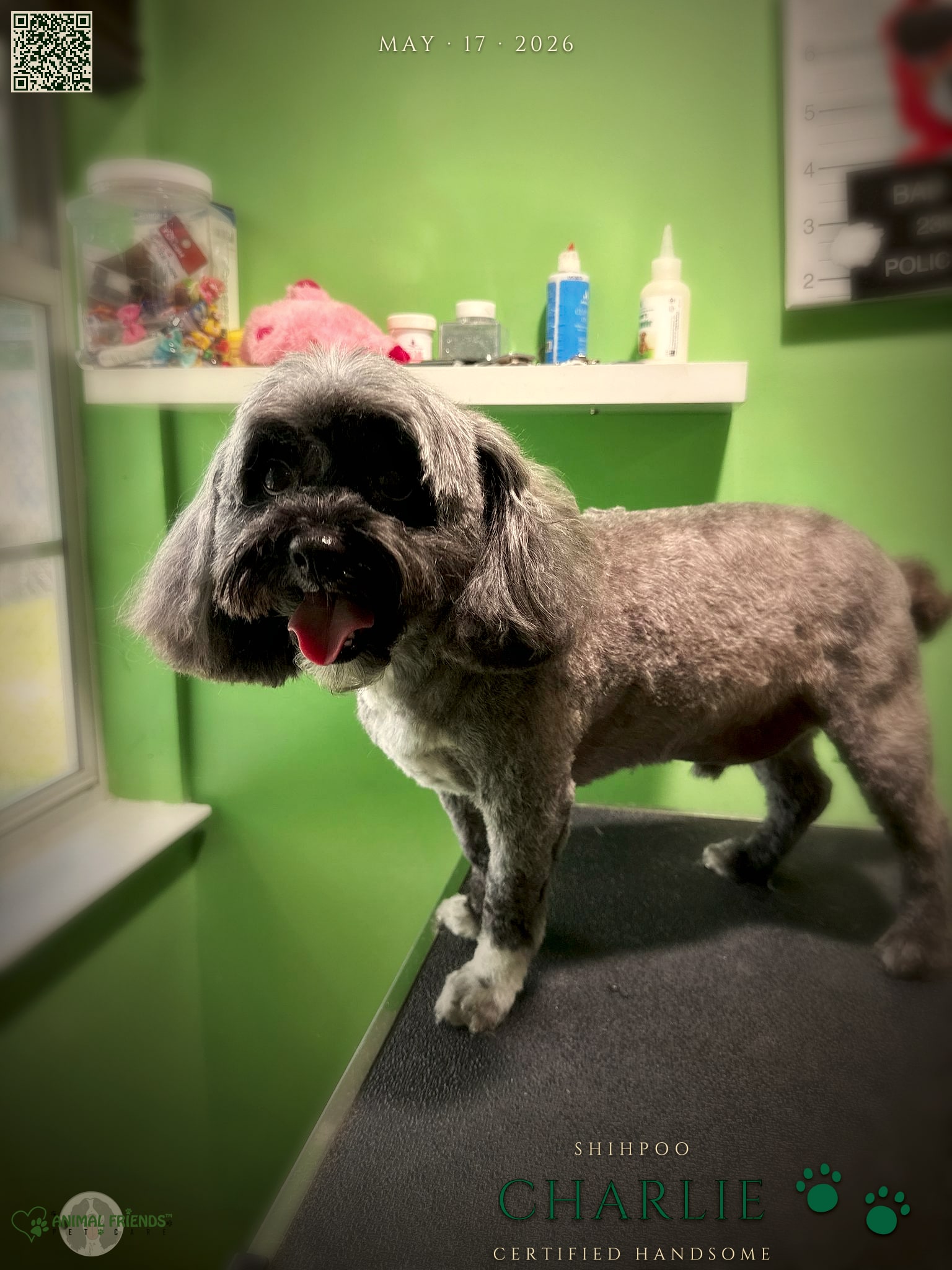 Charlie - Grooming at Animal Friends Pet Care