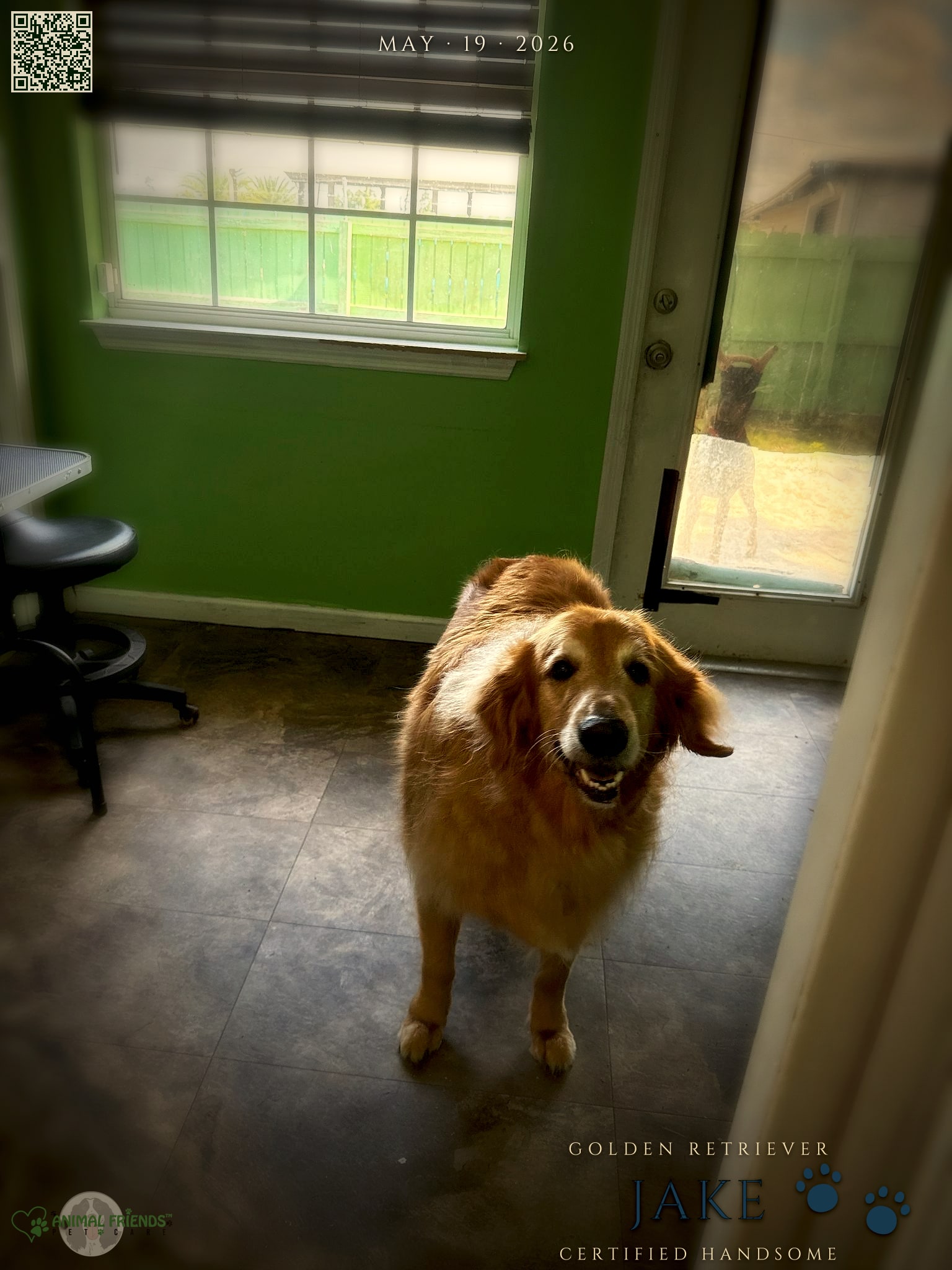 Jake - Grooming at Animal Friends Pet Care