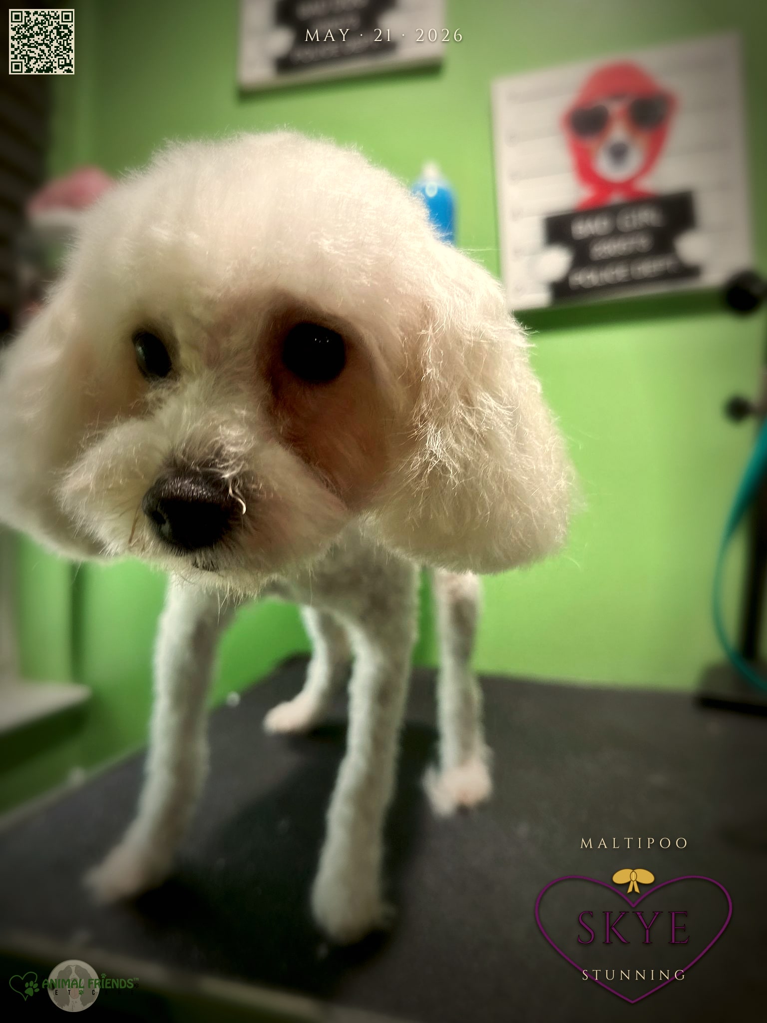 skye - Grooming at Animal Friends Pet Care
