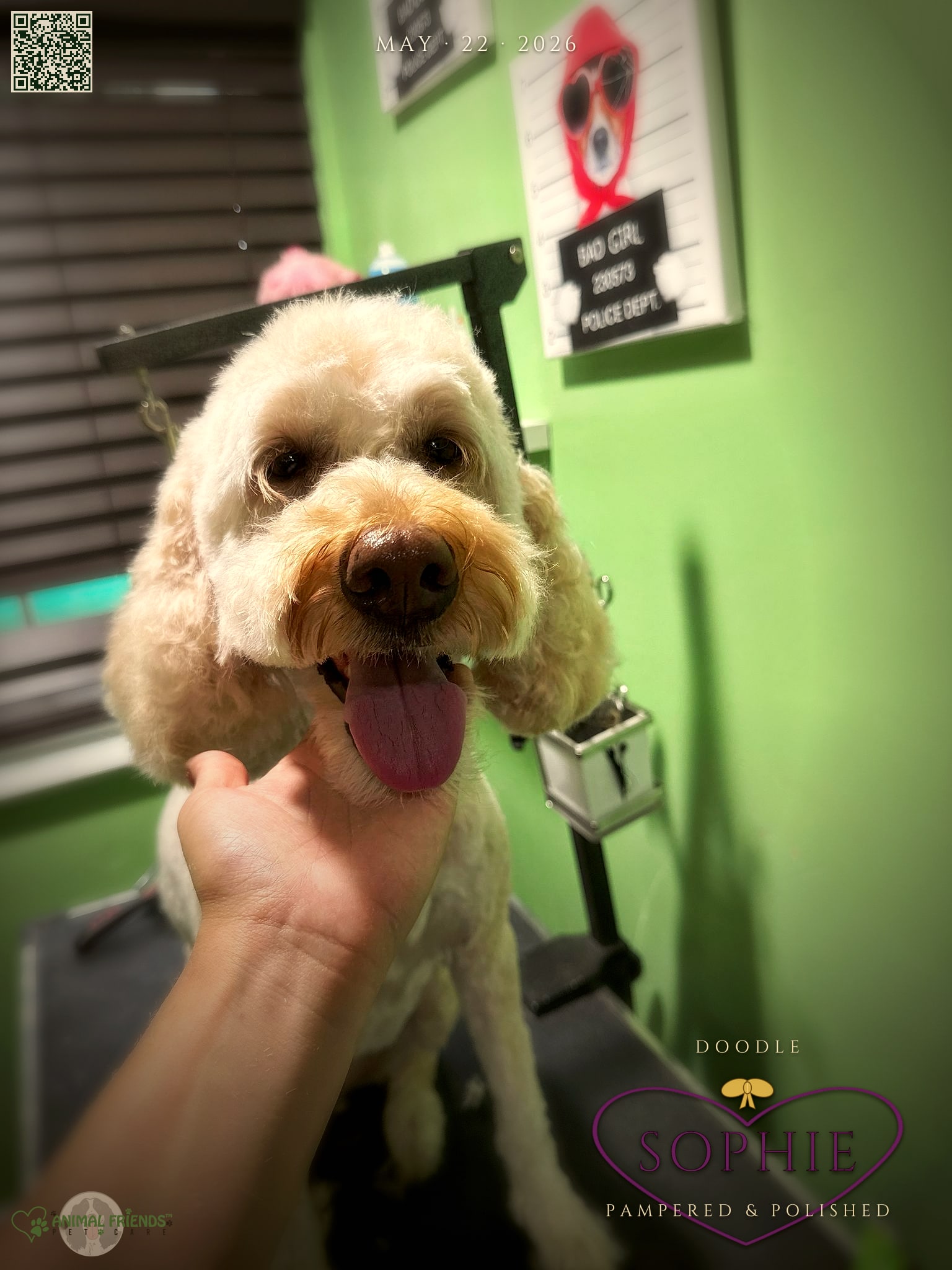 Sophie - Grooming at Animal Friends Pet Care