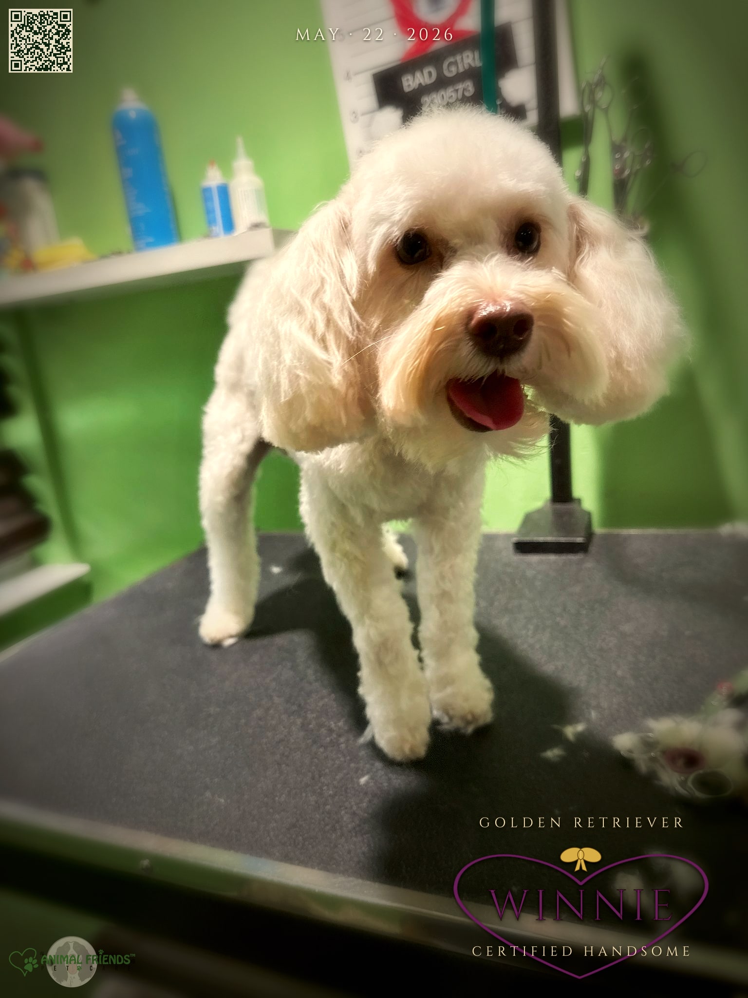 Winnie - Grooming at Animal Friends Pet Care