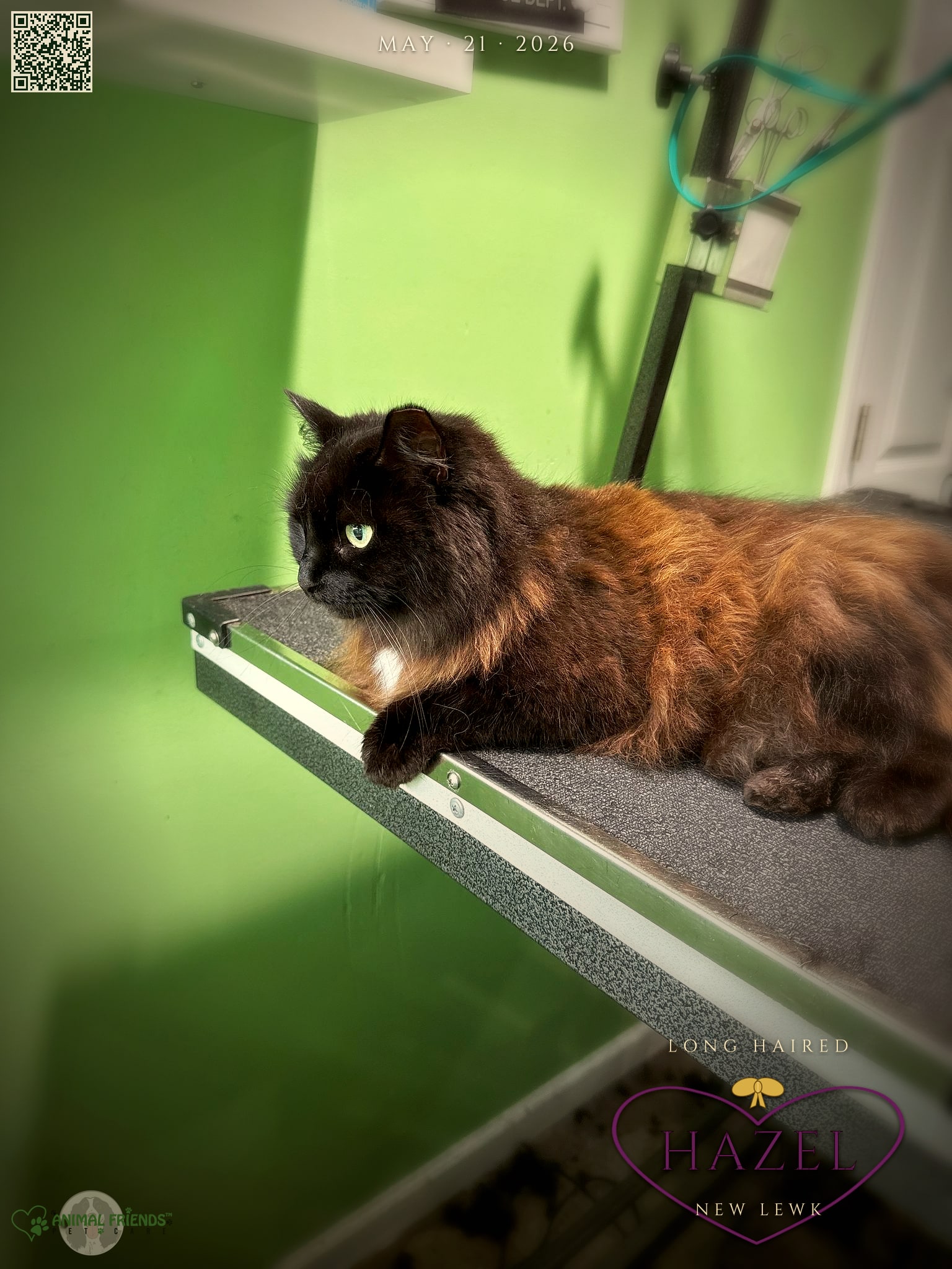 Hazel - Grooming at Animal Friends Pet Care