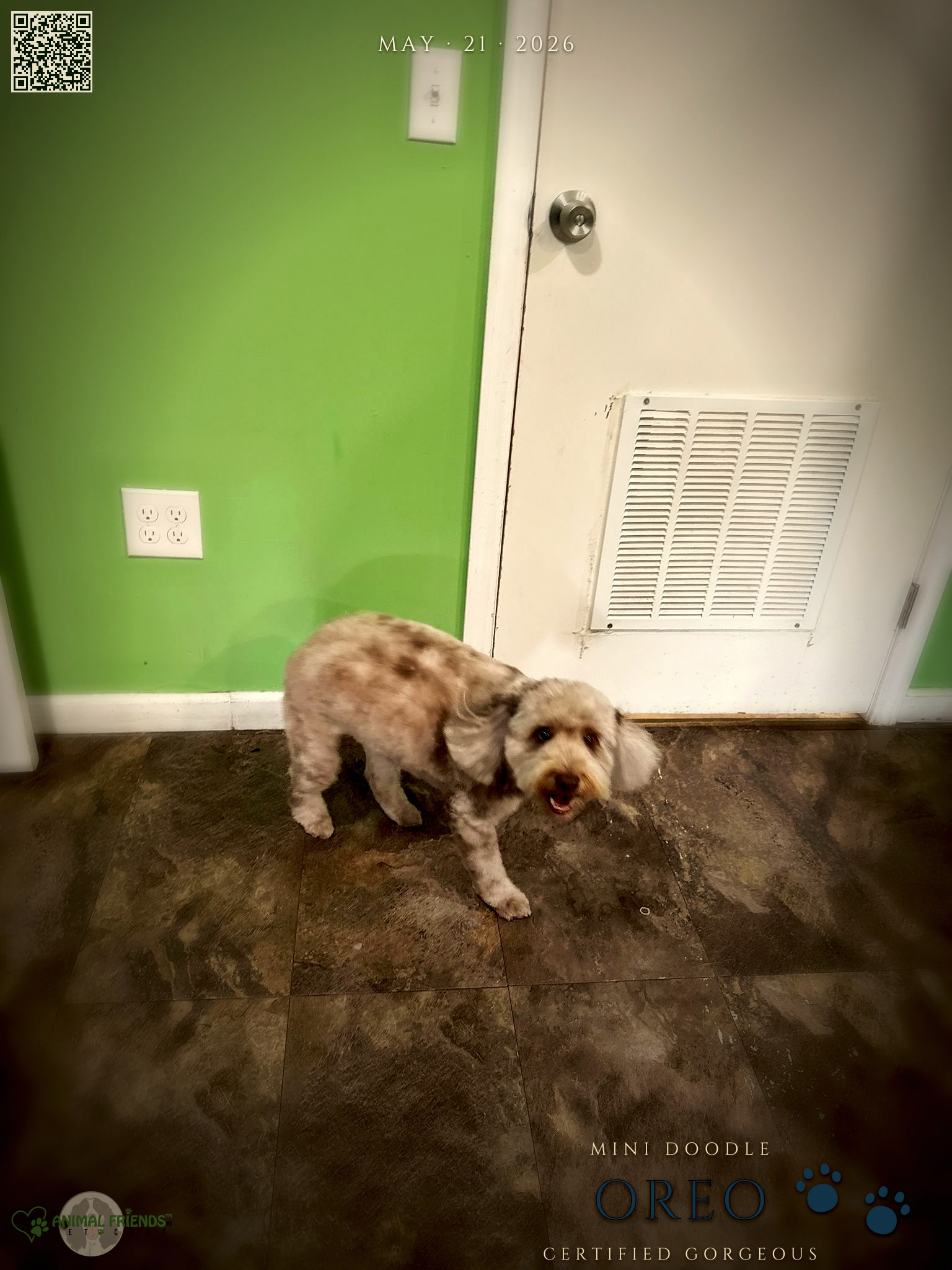 Oreo - Grooming at Animal Friends Pet Care