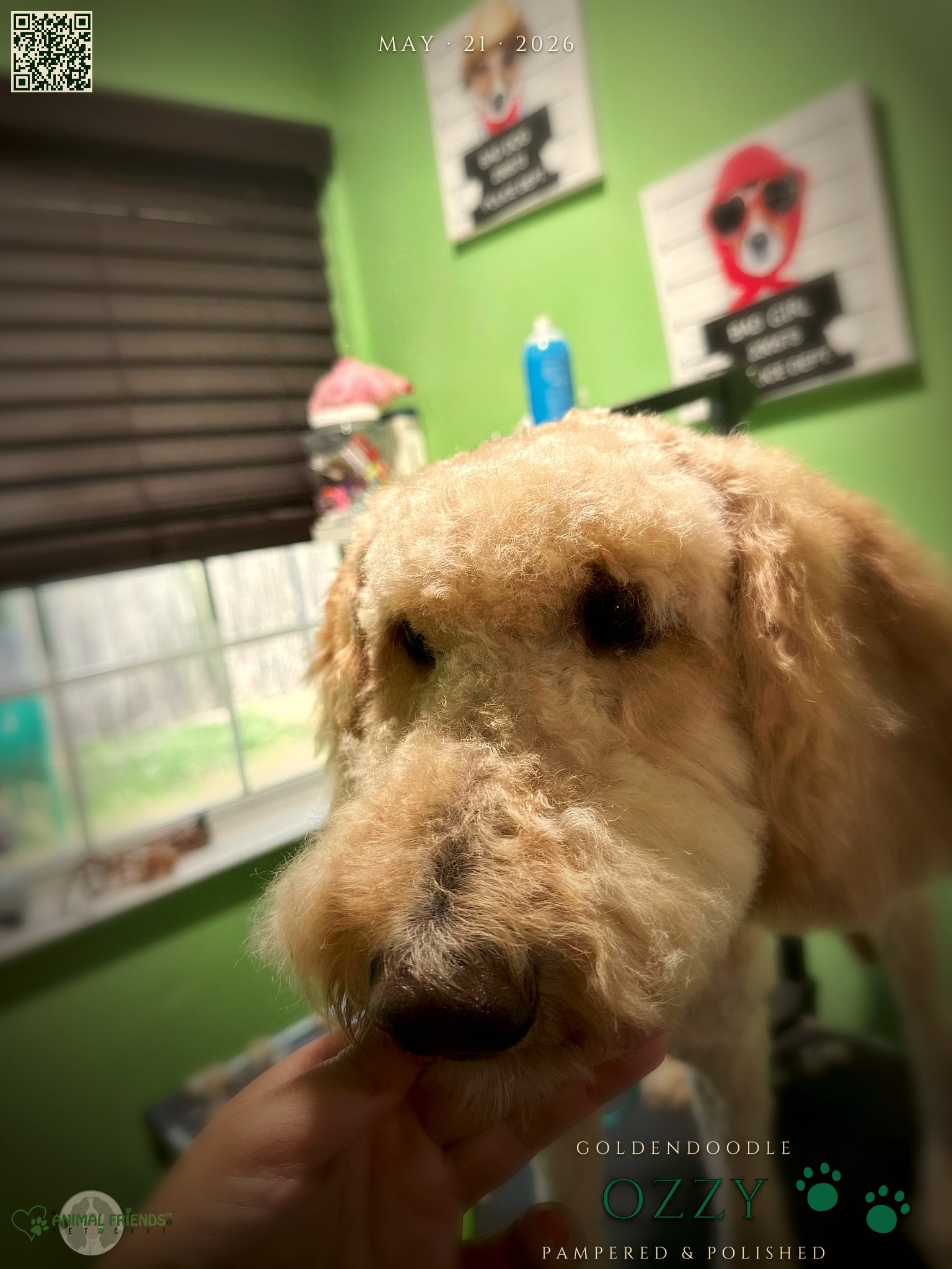 Ozzy - Grooming at Animal Friends Pet Care