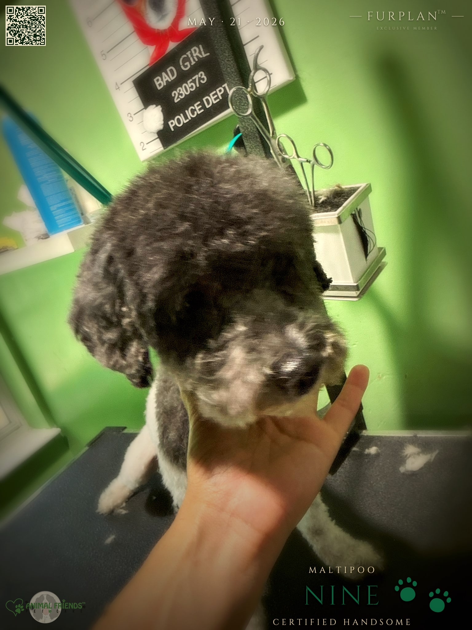 Nine - Grooming at Animal Friends Pet Care