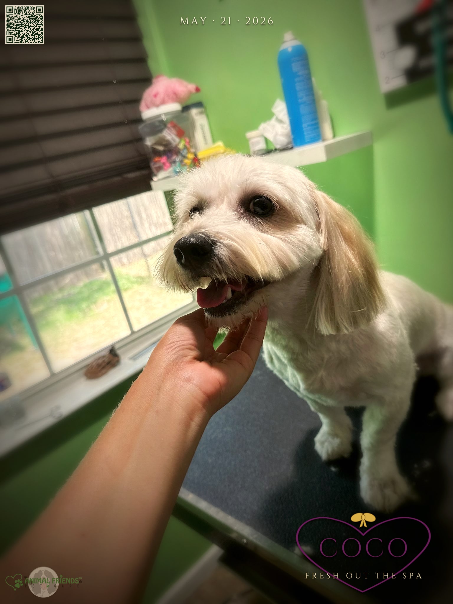 coco - Grooming at Animal Friends Pet Care