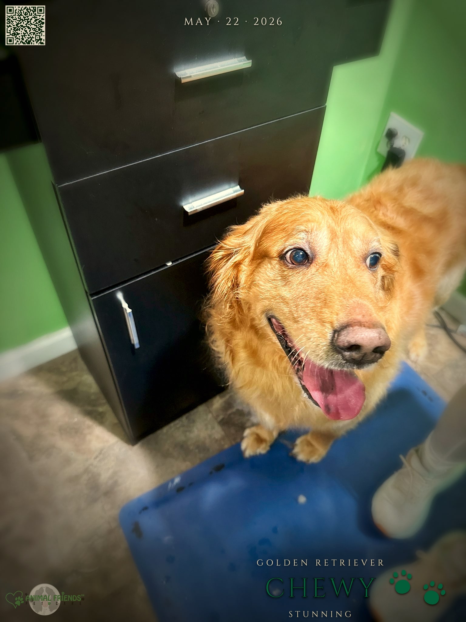 Chewy - Grooming at Animal Friends Pet Care