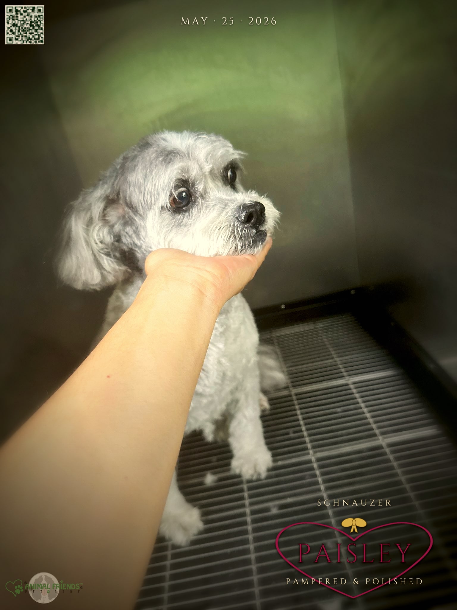 Paisley - Grooming at Animal Friends Pet Care