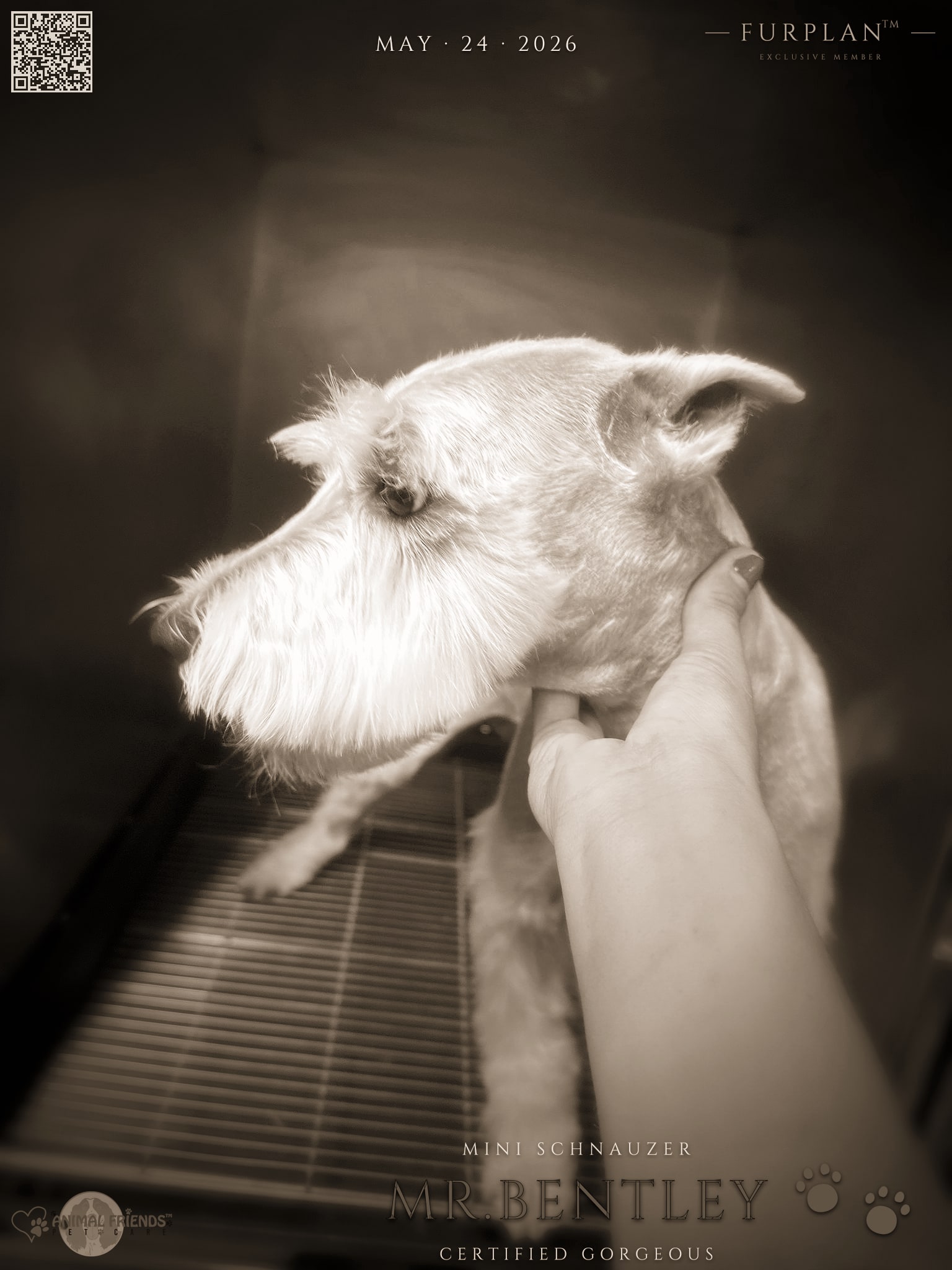 Mr.Bentley - Grooming at Animal Friends Pet Care
