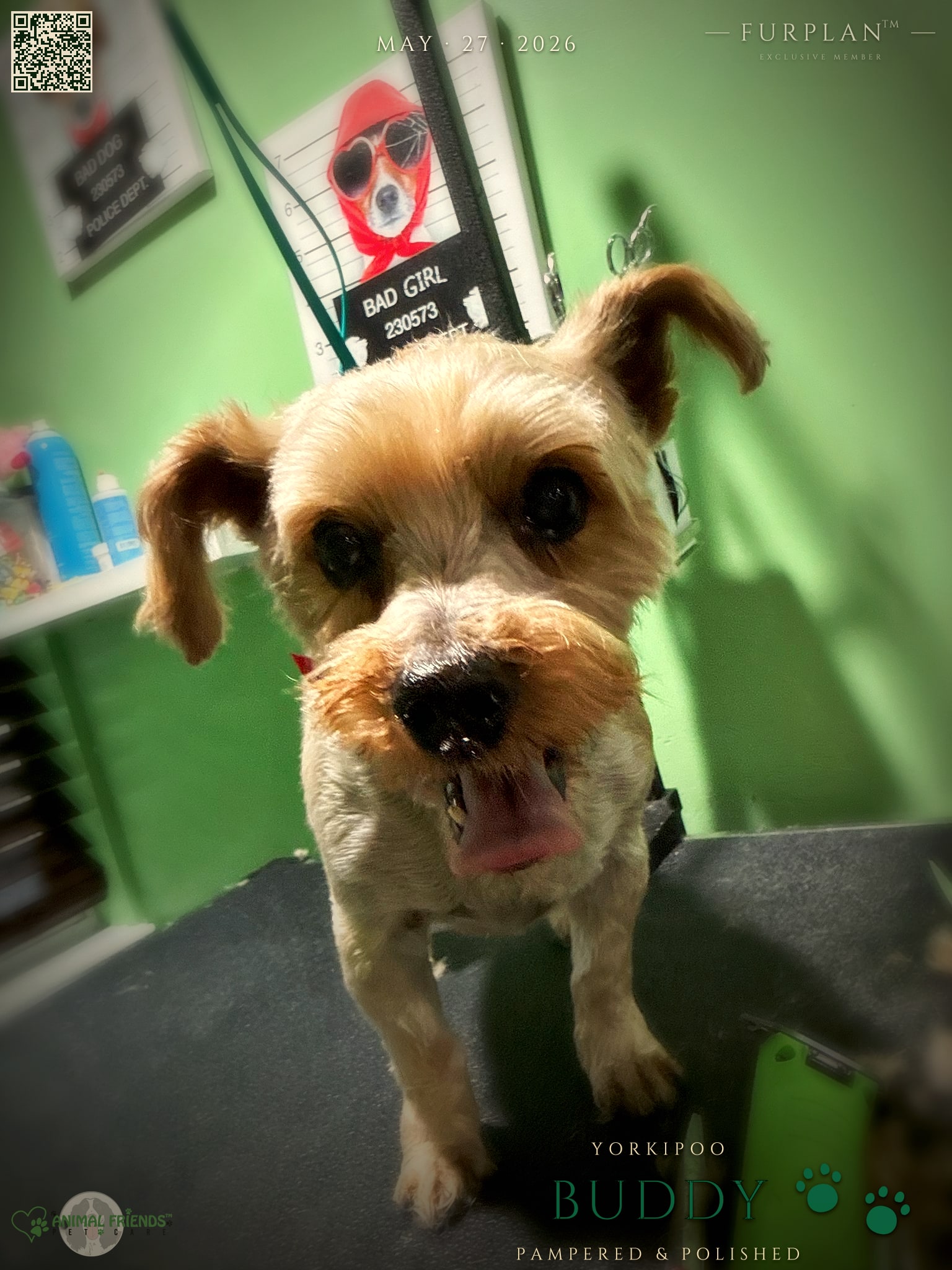 Buddy - Grooming at Animal Friends Pet Care