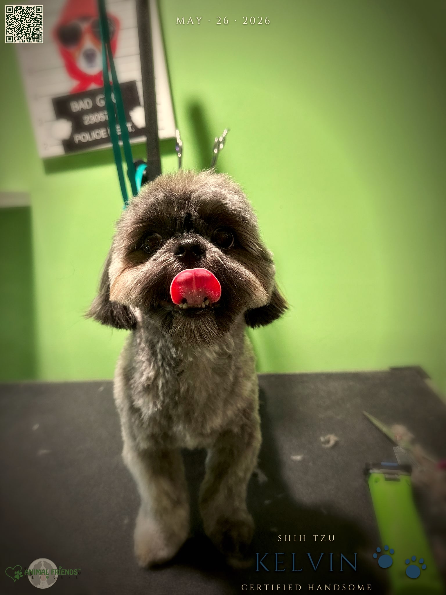 Kelvin - Grooming at Animal Friends Pet Care