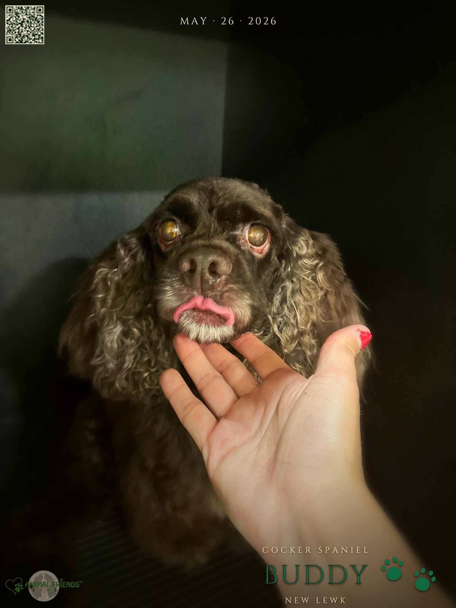 Buddy - Grooming at Animal Friends Pet Care