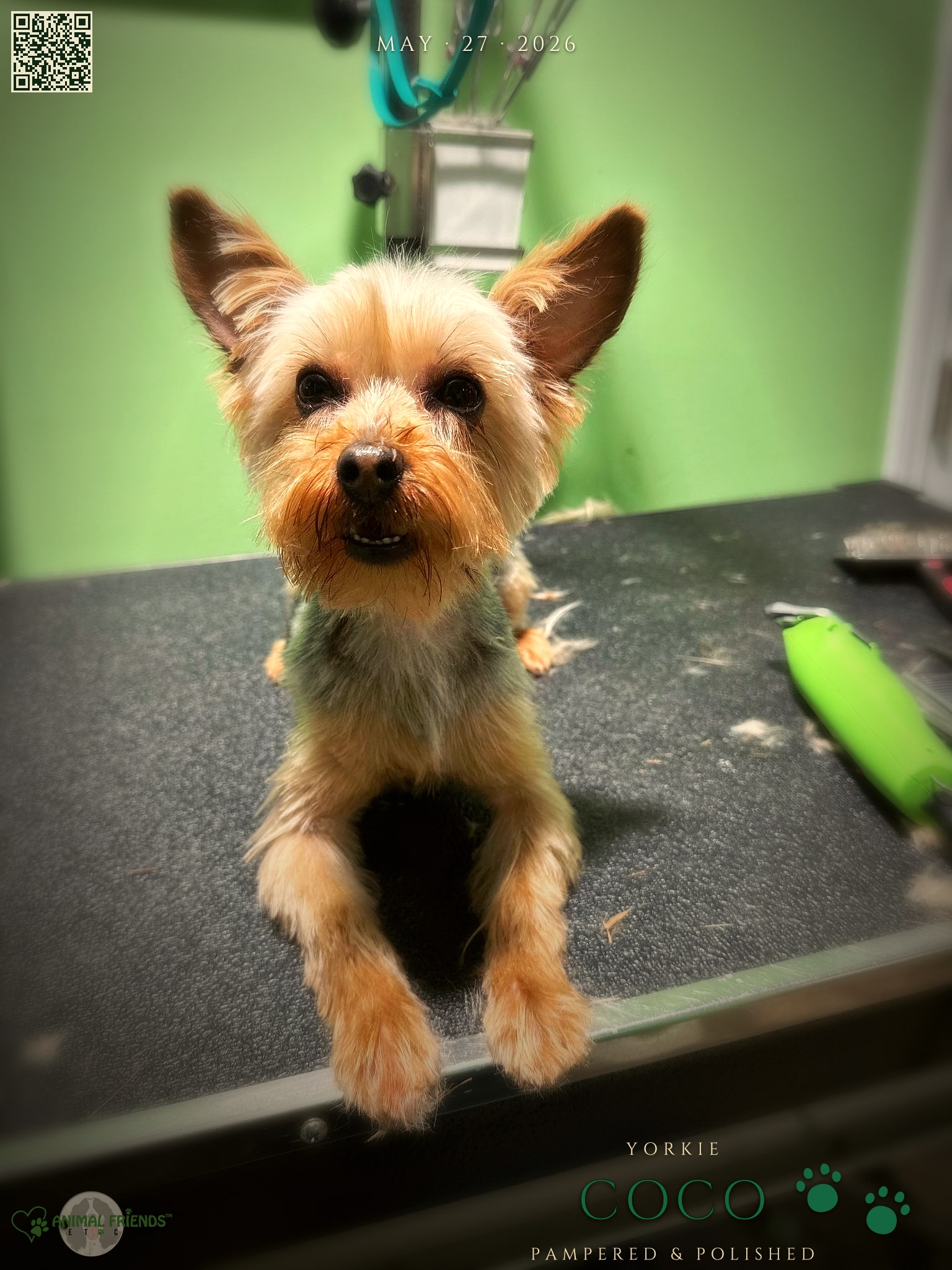 CoCo - Grooming at Animal Friends Pet Care