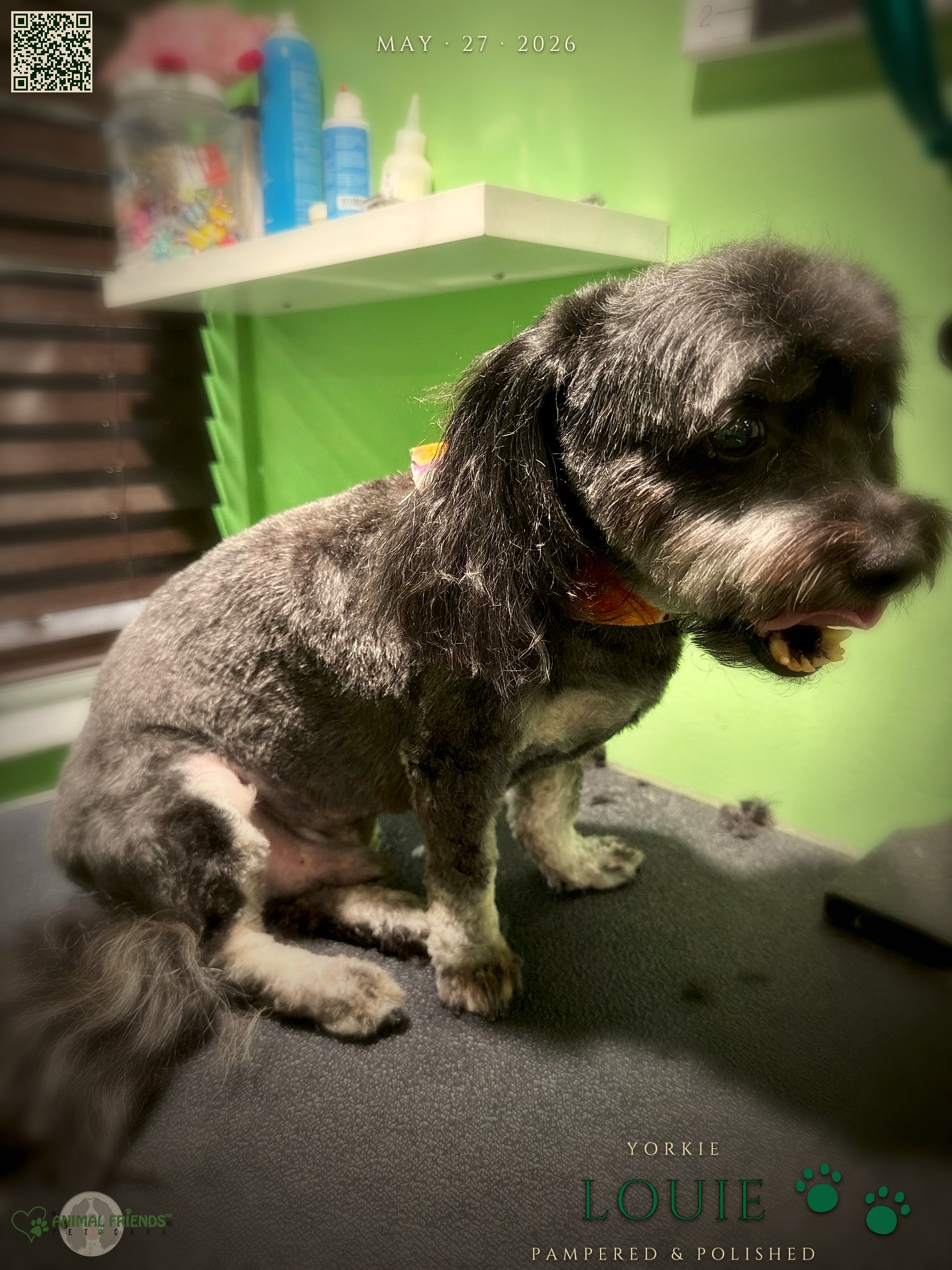 Louie - Grooming at Animal Friends Pet Care