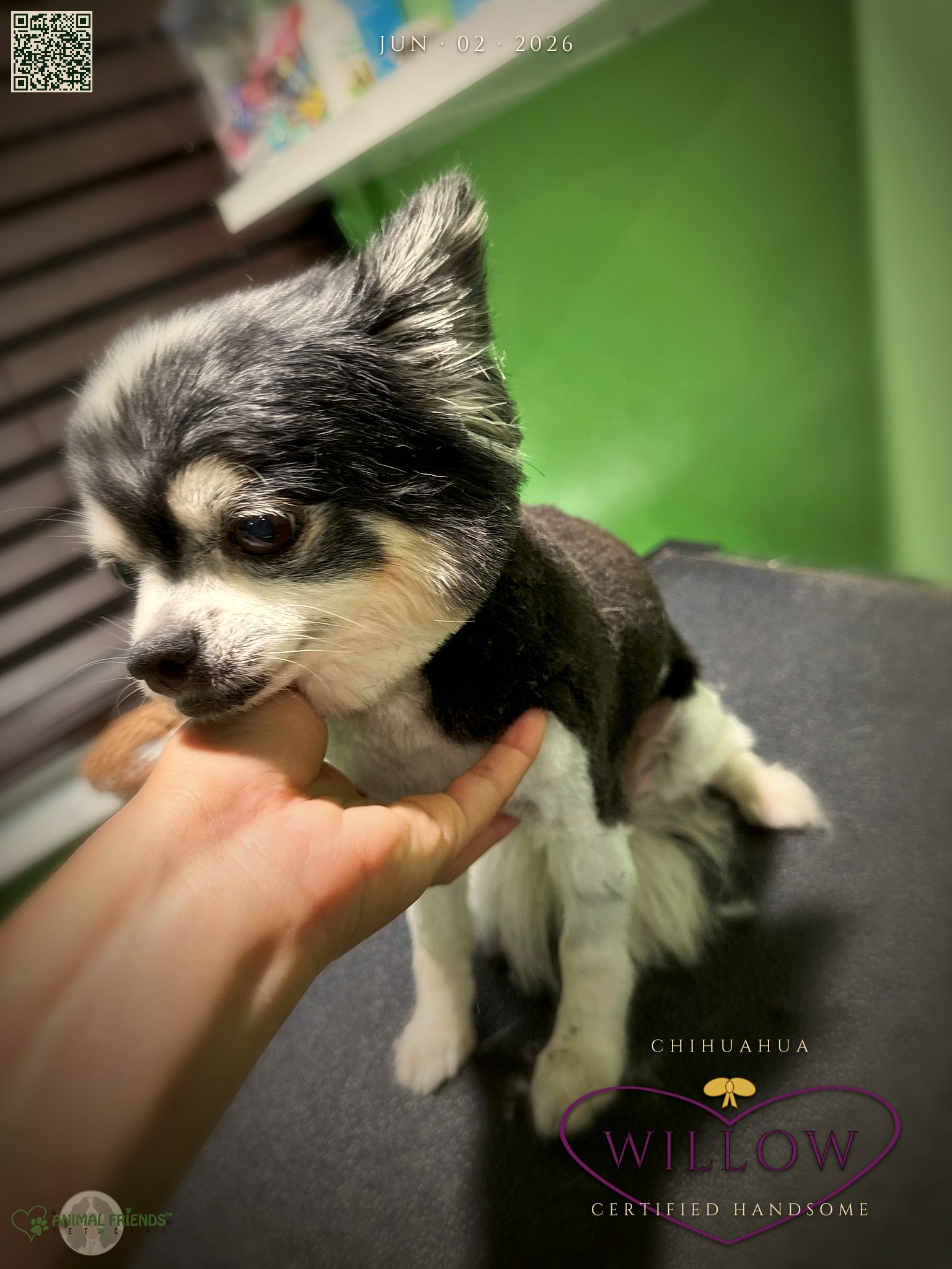 Willow - Grooming at Animal Friends Pet Care