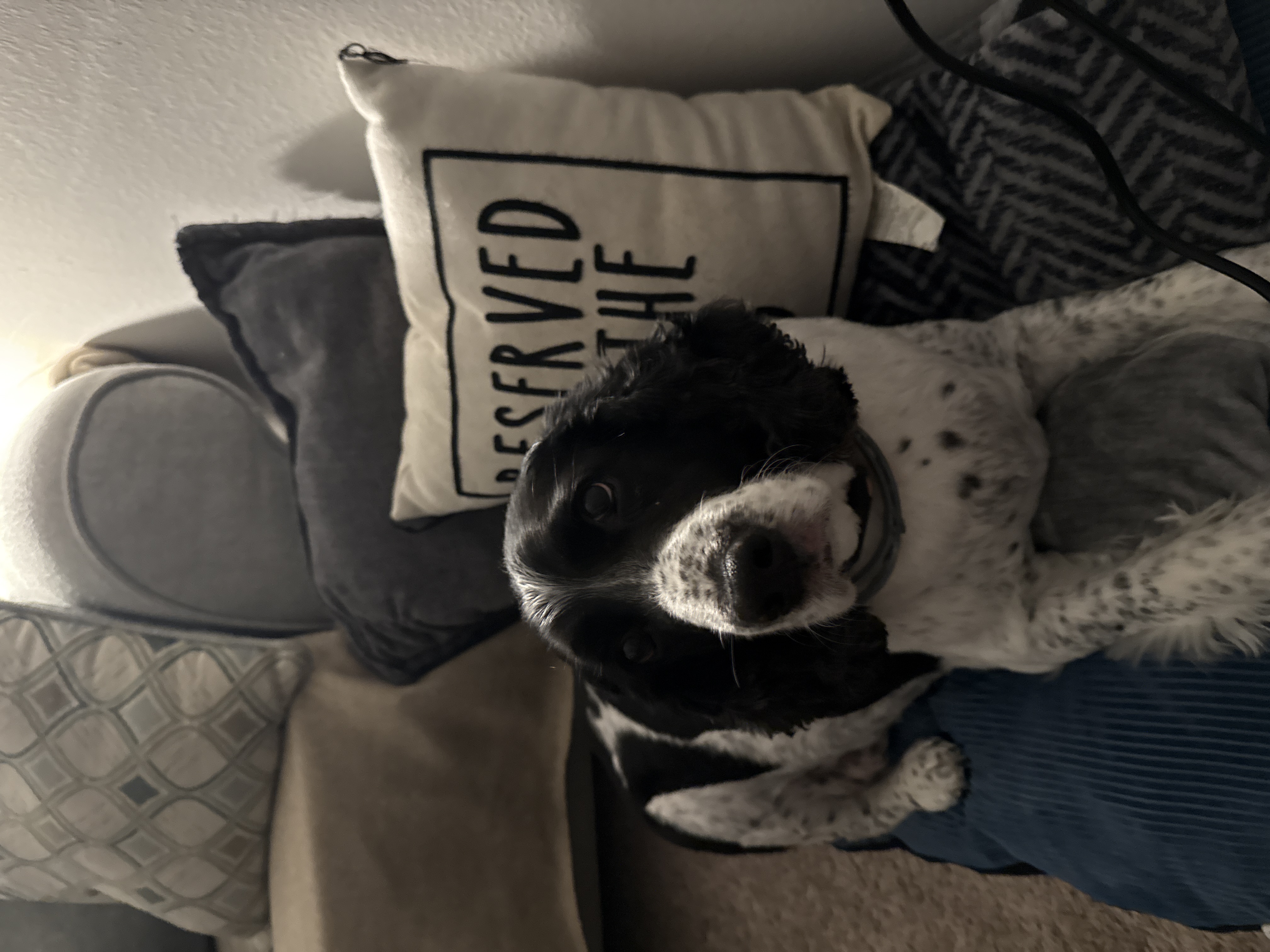Willie — the real dog behind the Animal Friends Pet Care logo