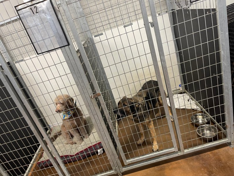Clean, spacious boarding suites for dogs at Animal Friends Pet Care