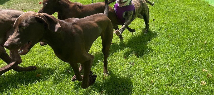 Dogs playing in supervised daycare area at Animal Friends Pet Care