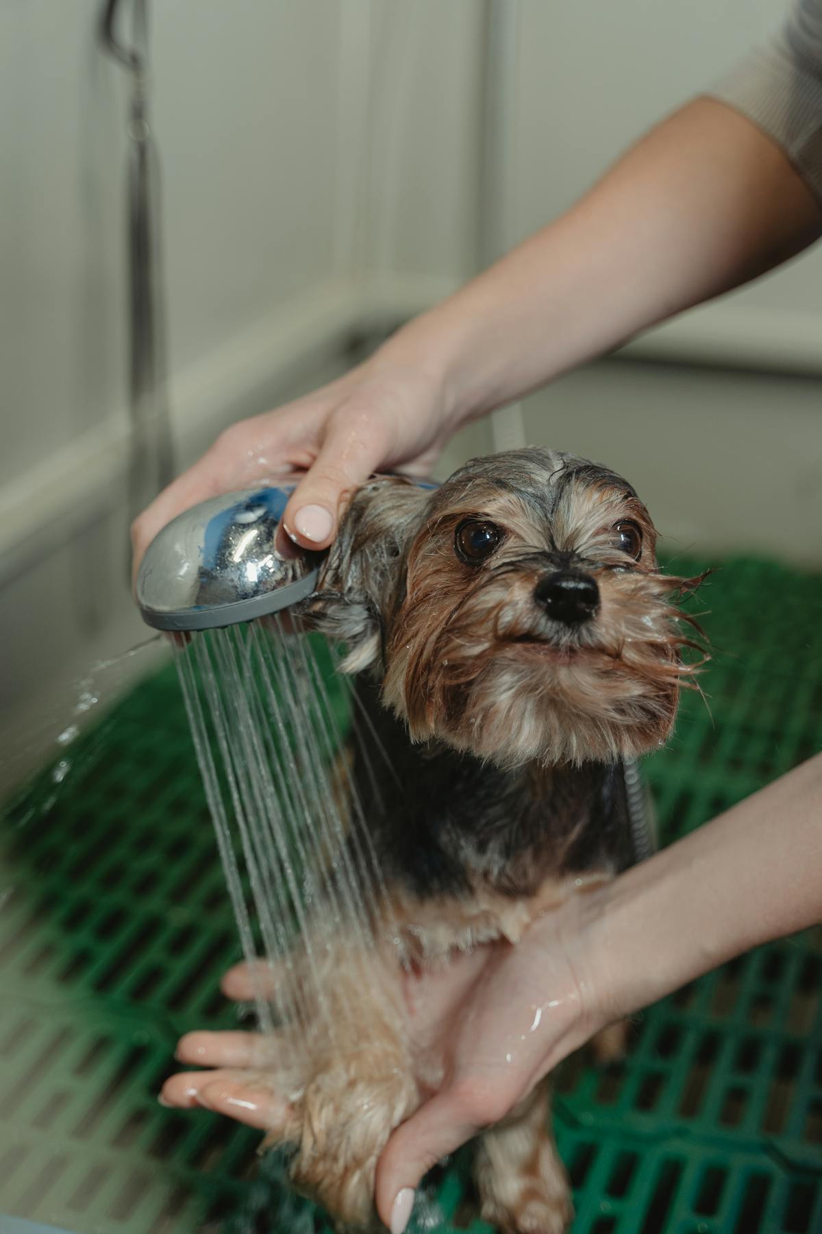 Yorkshire Terrier being rinsed under a shower head on a professional grooming station at Animal Friends Pet Care